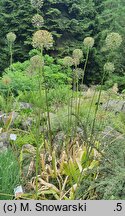 Allium altissimum (czosnek wysoki)