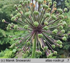 Allium altissimum (czosnek wysoki)
