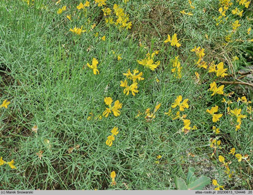 Genista radiata (janowiec promienisty)
