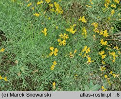 Genista radiata (janowiec promienisty)