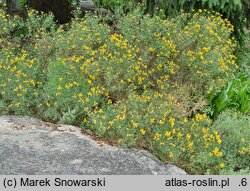 Genista radiata (janowiec promienisty)