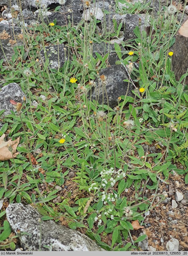 Hieracium tatrense (jastrzębiec tatrzański)