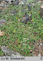 Hieracium tatrense (jastrzębiec tatrzański)
