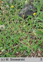 Hieracium tatrense (jastrzębiec tatrzański)