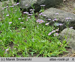 Erigeron caucasicus (przymiotno kaukaskie)