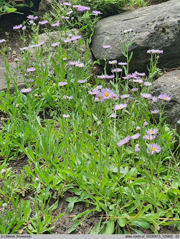 Erigeron caucasicus (przymiotno kaukaskie)