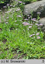 Erigeron caucasicus (przymiotno kaukaskie)