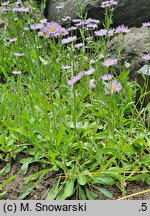 Erigeron caucasicus (przymiotno kaukaskie)