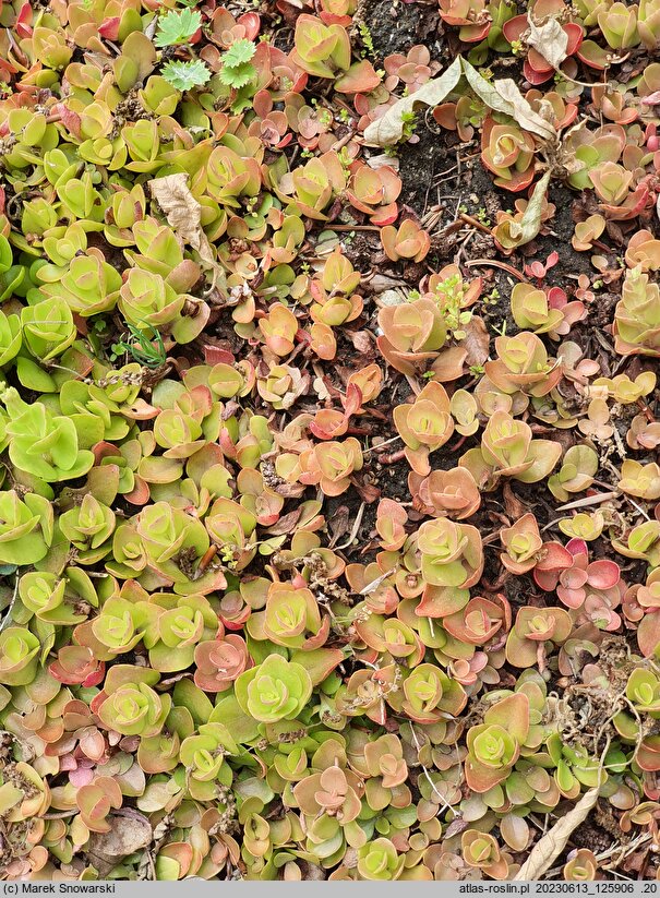 Phedimus obtusifolius (rozchodnik tępolistny)