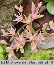 Phedimus obtusifolius (rozchodnik tępolistny)