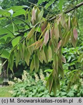 Fraxinus platypoda (jesion Spaetha)