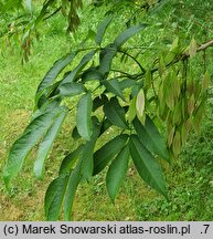 Fraxinus platypoda (jesion Spaetha)