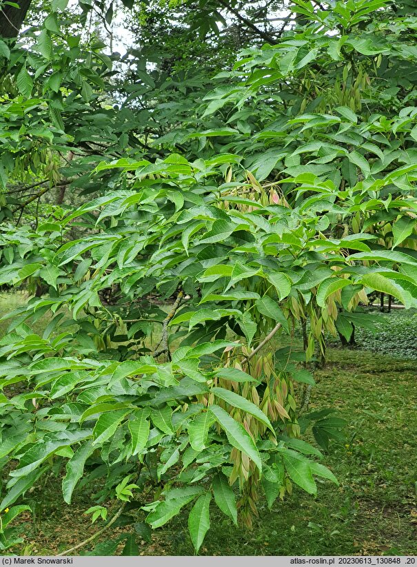 Fraxinus platypoda (jesion Spaetha)