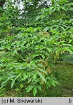 Fraxinus platypoda (jesion Spaetha)