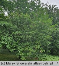 Fraxinus platypoda (jesion Spaetha)