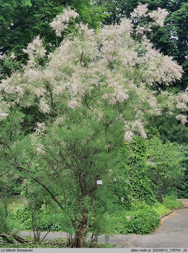 Tamarix ramosissima (tamaryszek rozgałęziony)