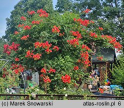 Campsis radicans (milin amerykański)