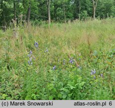 Aconitum ×cammarum (tojad ogrodowy)