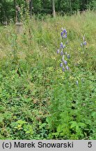 Aconitum ×cammarum (tojad ogrodowy)