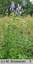 Aconitum ×cammarum (tojad ogrodowy)