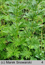 Aconitum ×cammarum (tojad ogrodowy)