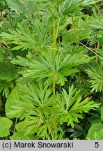 Aconitum ×cammarum (tojad ogrodowy)