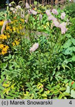 Sanguisorba Pink Brushes