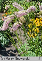 Sanguisorba Pink Brushes