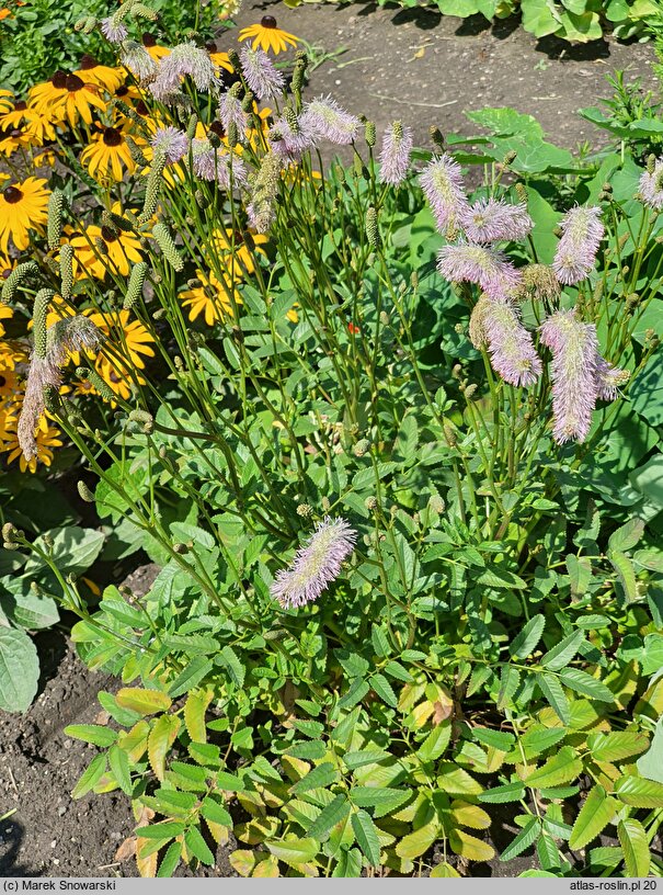 Sanguisorba Pink Brushes