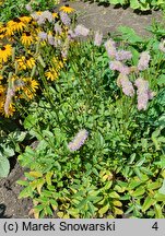 Sanguisorba Pink Brushes