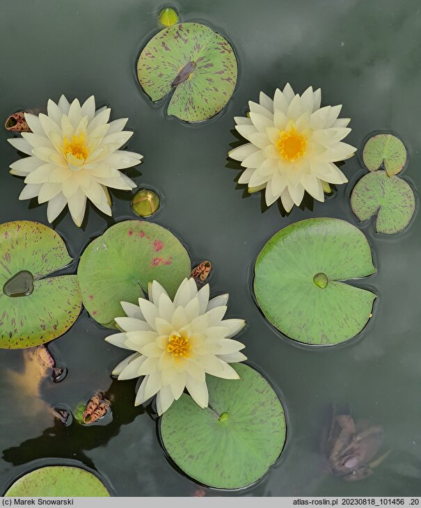 Nymphaea hort. Perry's Double Yellow