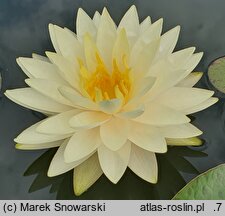 Nymphaea hort. Perry's Double Yellow