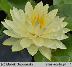 Nymphaea hort. Perry's Double Yellow
