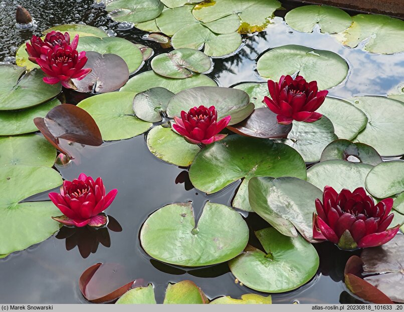 Nymphaea hort. Black Princess