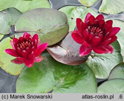 Nymphaea hort. Black Princess