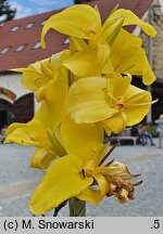 Canna glauca (kanna wodna)