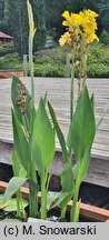 Canna glauca (kanna wodna)