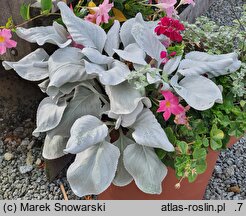 Senecio candicans Angel Wings