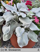 Senecio candicans Angel Wings