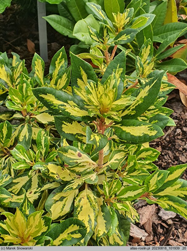 Rhododendron hort. Gold Shine
