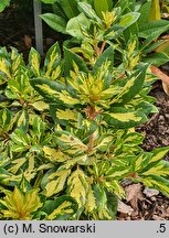Rhododendron hort. Gold Shine