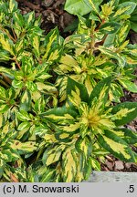 Rhododendron hort. Gold Shine