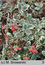 Rubus fruticosus Variegatus