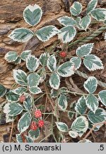 Rubus fruticosus Variegatus