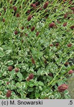 Sanguisorba minor s.str. Little Angel