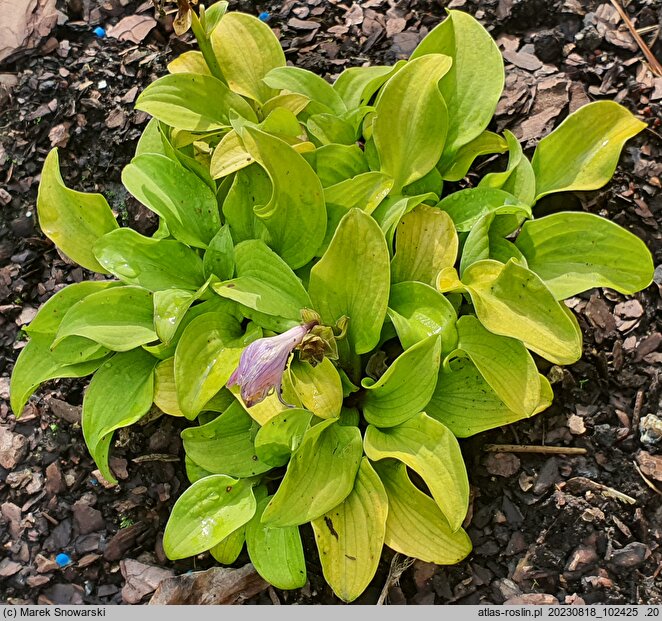 Hosta Sun Mouse