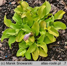 Hosta Sun Mouse