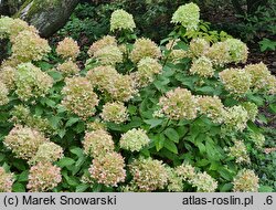 Hydrangea paniculata Little Lime