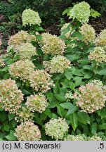 Hydrangea paniculata Little Lime