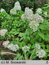 Hydrangea paniculata Magical Mont Blanc
